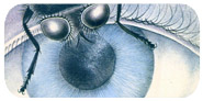 The Fly by Richard Chopping